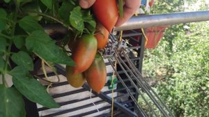 Выращивание  помидоров на балконе и подоконнике.Growing tomatoes on the balcony and windowsill