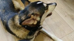 Метис Хаски и Овчарки | собаки боятся мандаринов