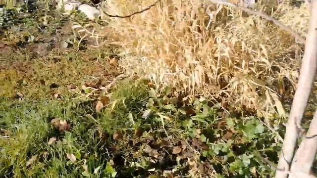 Нужно ли укрывать хризантемы от мороза