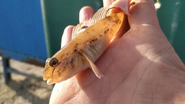 Морская рыбалка бычок Черное море 7 мая 2022 смотреть онлайн