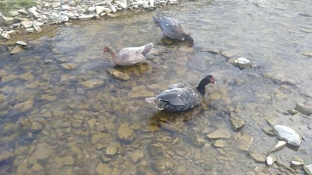 мускусные утки голубого и орехового цвета смотреть онлайн