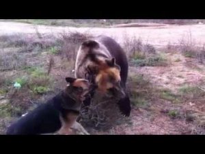 Dog attack Bear