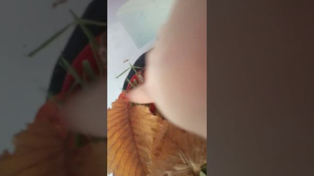 🐌 улитки ахатины радиации.Умка и Лобода 🐌 смотреть онлайн