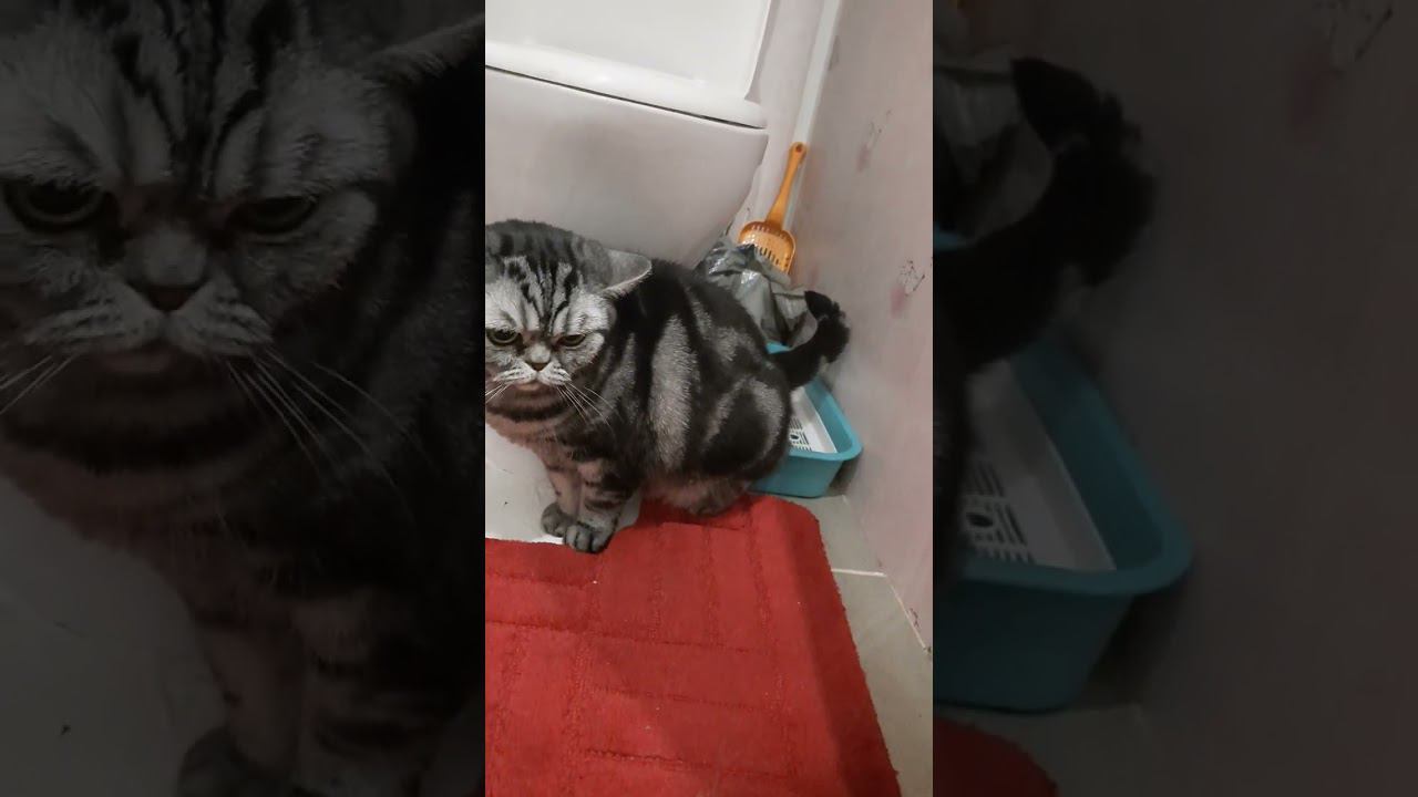 КОТ НА ТОЛЧКЕ!!!