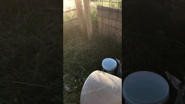 Нигерийские карликовые козы