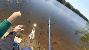 Ловля плотвы маховыми удочками на озере 26.06.2016г.
