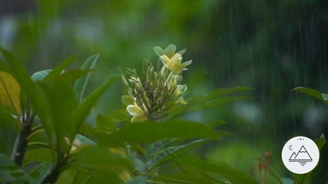 Музыка для медитации с дождем, расслабляющая музыка, очистите свой разум, звуки природы смотреть онлайн