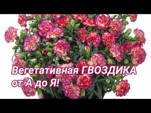 Вегетативная ГВОЗДИКА от А до Я.