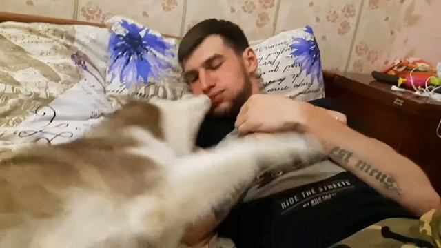 Хаски любит ласки))))