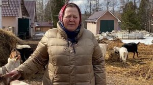 Случка, покрытие коз и овец. Подготовка и ошибки.