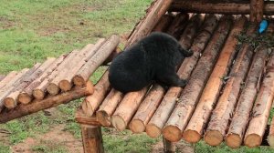 Финик и Пряник / Парк Львов «ЗЕМЛЯ ПРАЙДА»