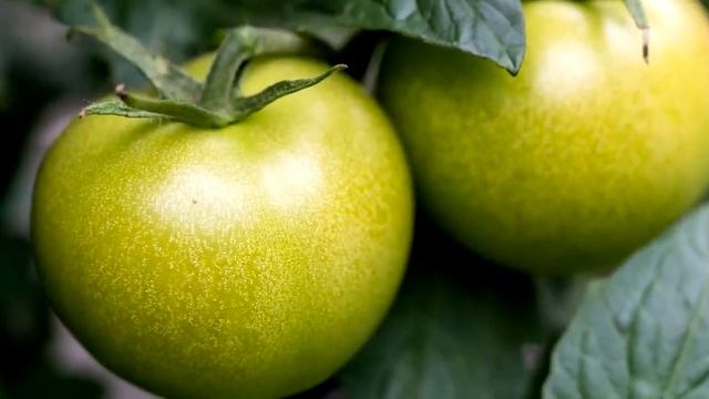 ДАЛА ЭТО ТОМАТАМ, ПОПЁРЛИ В РОСТ И ПЛОДОНОСЯТ КАК БЕШЕНЫЕ! СУПЕР ПОДКОРМКА ТОМАТОВ смотреть онлайн