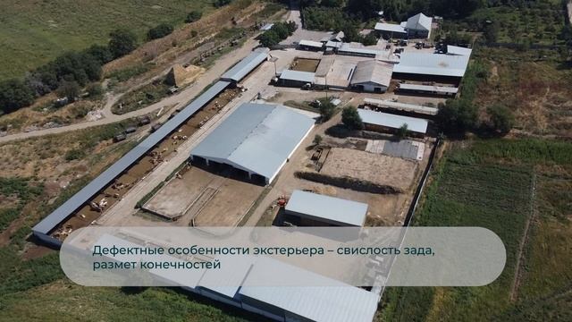 Алатауская порода — мясная и молочная продуктивность, история, содержание, откорм и цены на КРС смотреть онлайн