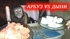 Арбуз VS дыни! Что выбирет маленькая домашняя обезьянка Алекса?!