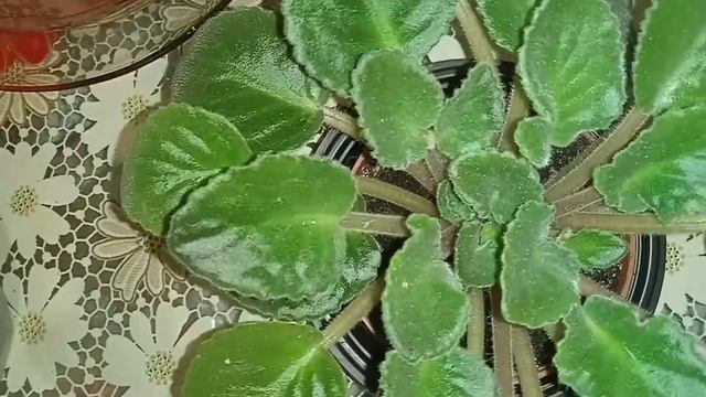 Прекрасные "уродцы". Вариегатная, кристатная, монструозная формы растений. смотреть онлайн