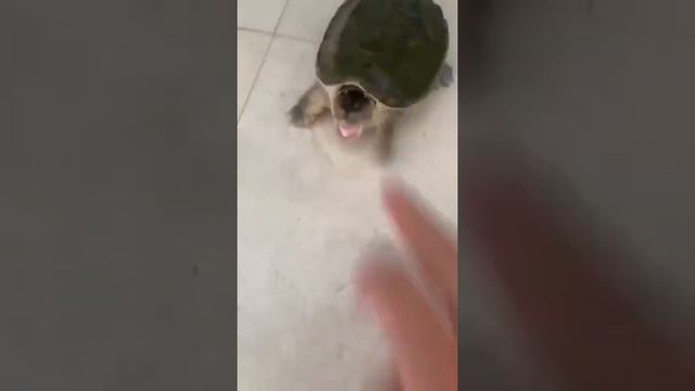С такой черепахой собака не нужна🤣 смотреть онлайн
