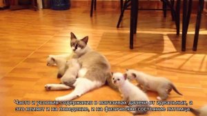 Где приобрести котенка?