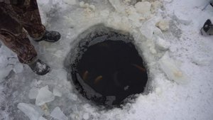 Форель в пруду зимой Случайная рыбалка