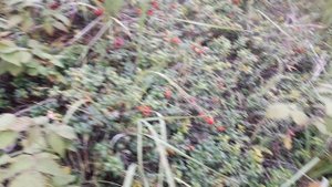 вкуснятина