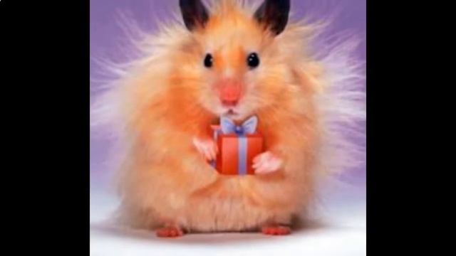 Шуточное поздравление днем рождения знакомой Ссылка под роликом смотреть онлайн