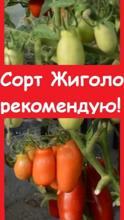 Сорт ПОМИДОРОВ ЖИГОЛО - один из самых беспроблемных сортов с огромным количеством плодов
#огород