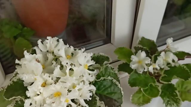 Ле-Бризигинда фиалка цветущая сортовая смотреть онлайн