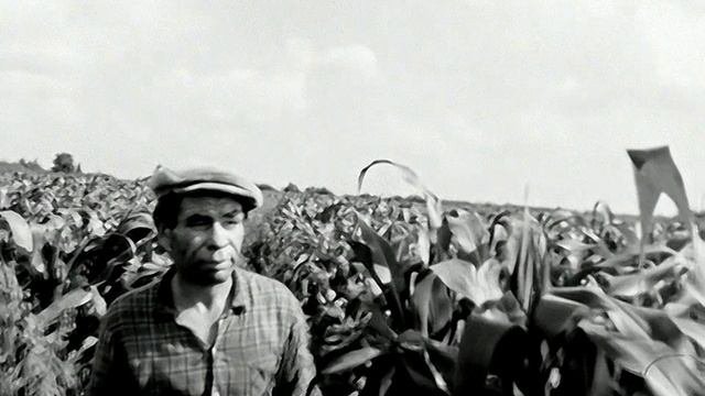 1973 год. Заводоуковский район. Уборка кукурузы на силос.