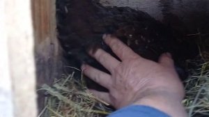 Наша курица вывела цыплят! #цыплята#наседка#