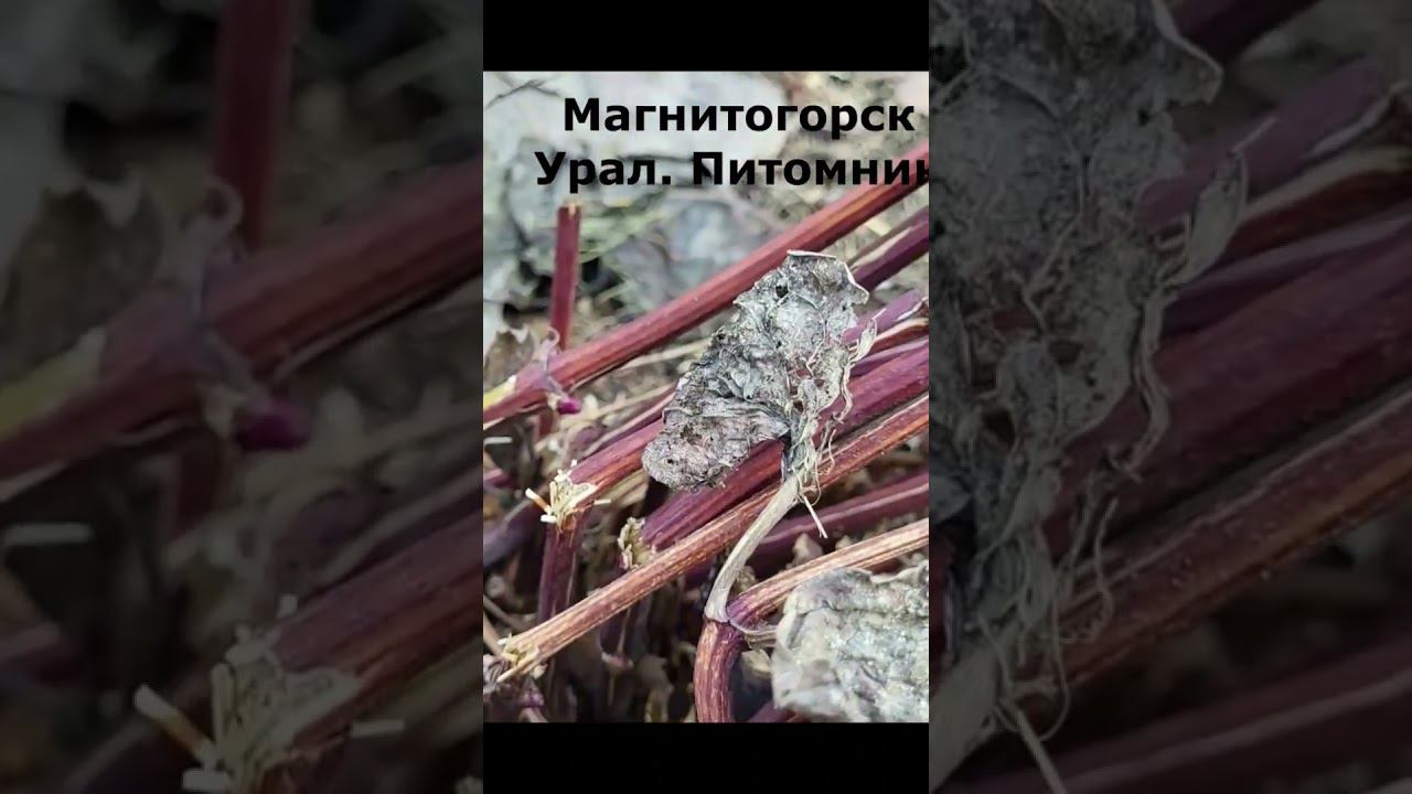 Потрескалась кора на клематисах. Саженцы. Спрашивайте каталог на вацап 89193271772 смотреть онлайн