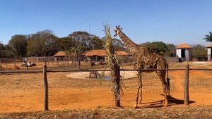 Успокаивающие звуки африканской саванны.Животные Африки(Зебра,Жираф)