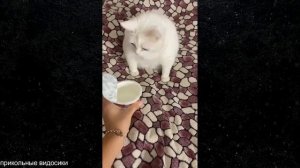 прикольные видосики #7