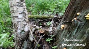 Трутовик серно-жёлтый грибное место  ✔