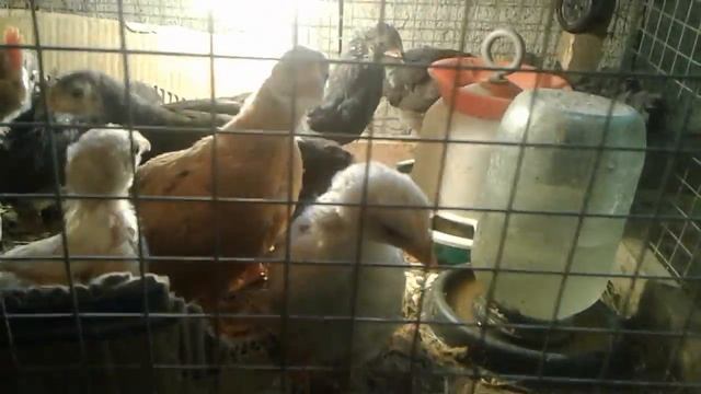 Моя мини мини ферма смотреть онлайн