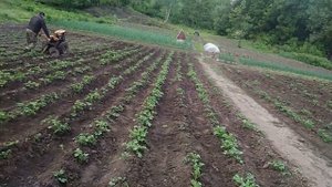 ОКУЧИВАНИЕ КАРТОФЕЛЯ МОТОБЛОКОМ.  Неудачная попытка настройки дисков .