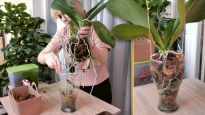 ВПИХНУТЬ! АККУРАТНО! Орхидея Клеопатра.