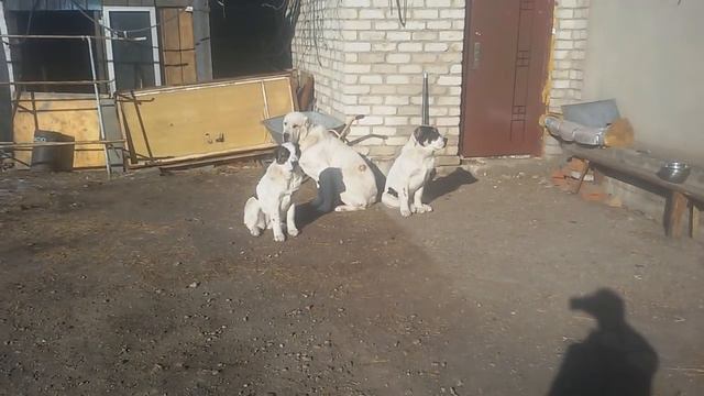 Бугай Алабай. Есть клиент на Элали. Что скажете? смотреть онлайн