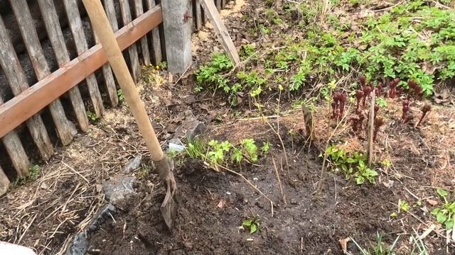 20-21 05 2022г посадка кустов,тыквы,рассада смотреть онлайн