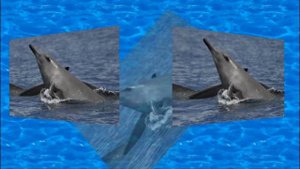 Командорский или тихоокеанский ремнезуб