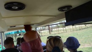 Разговор Олега Зубкова  с львицей Стервой ! Тайган