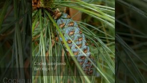 Сосна шверина Витхорст
