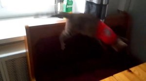 Кот без передней лапки