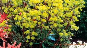 Молочай миндальный Пурпуреа (euphorbia purpurea) ? обзор: как сажать, саженцы молочаи Пурпуреа
