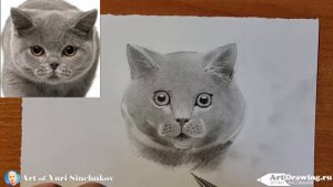 как нарисовать кошку how to draw a cat