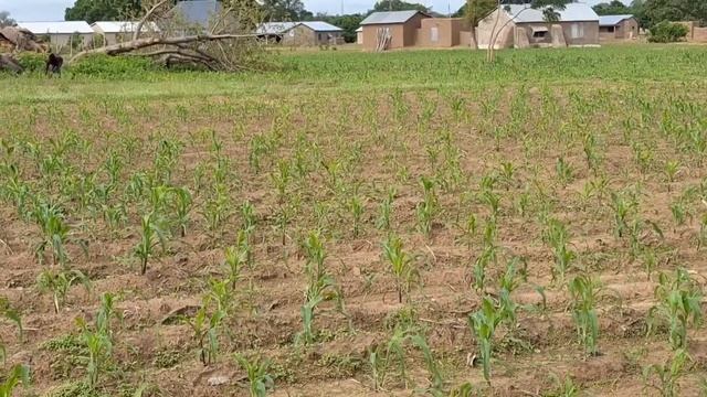 #33 Африканская деревня среди баобабов / Гана. смотреть онлайн