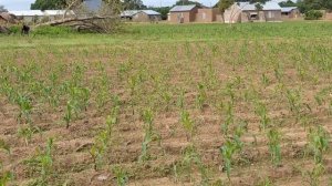 #33 Африканская деревня среди баобабов / Гана.