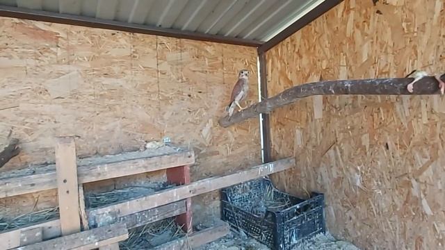 Сокола Пустельгу Гошу определили в вольер 25 06 20 г смотреть онлайн