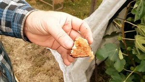 Теплица для дозревания.Инжир.