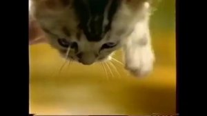 Реклама Whiskas 2010 Для Котят