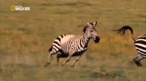 Взгляд изнутри  В великом краю Серенгети