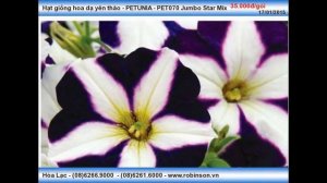 PET070 Jumbo Star Mix Hoa dạ yên thảo